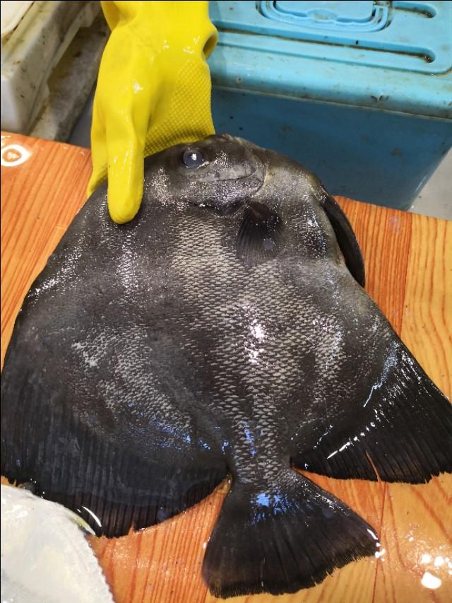 以下常见的海鱼品种你都吃过吗?认识吗?