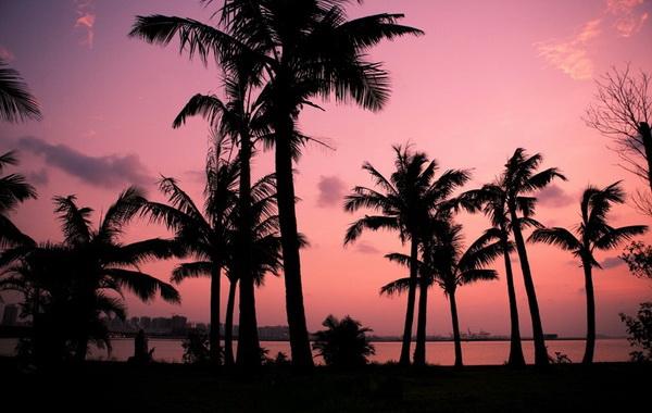 海口椰子树