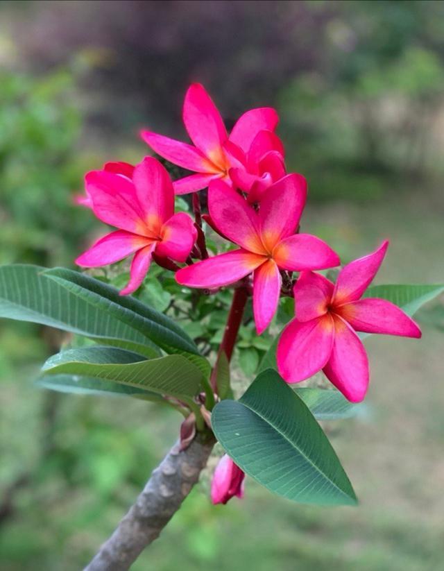 海南小区常见的鸡蛋花