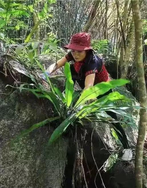 采药