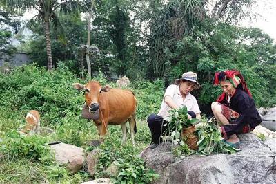 黎医在整理采集的草药